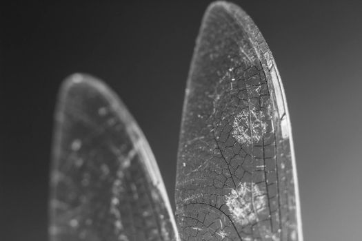 Beautiful Macro photography of Dragonfly wings on black background