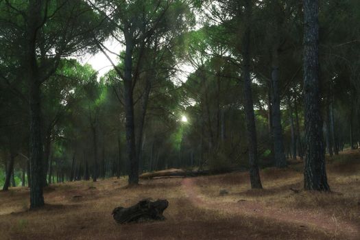 magical landscape of a pine forest with a path at dawn peeking through the branches with the sun's rays