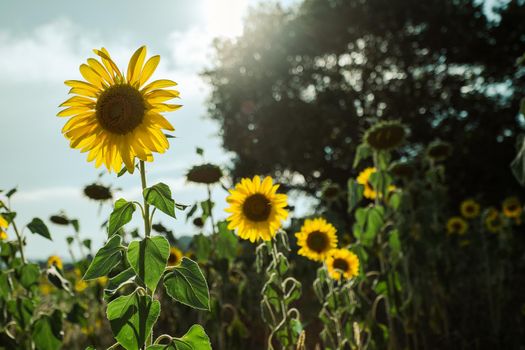 Sunflowers receive the beautiful afternoon sun
