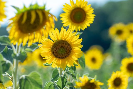 Sunflowers receive the beautiful afternoon sun