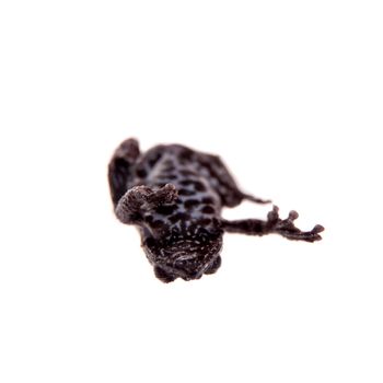 Theloderma horridum, rare spieces of frog, black coloured isolated on white