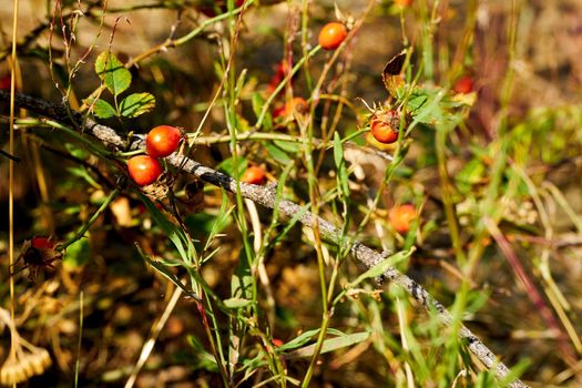 The fruit of a rose, especially a wild kind. Red healthy rose hips for tea and tincture, filled with vitamins and microelements