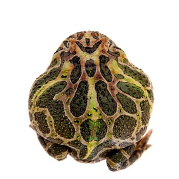 The Cranwell's horned frog, Ceratophrys cranwelli, isolated on white background