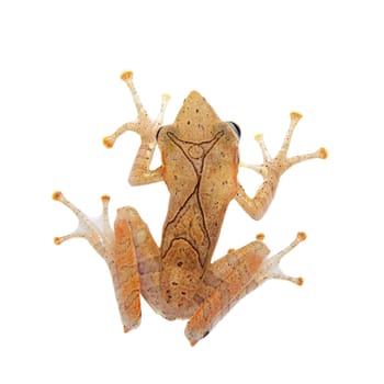 Gunther's whipping frog, montane hour-glass tree-frog, Taruga eques, isolated on white background