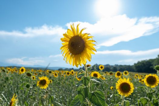 Sunflowers receive the beautiful afternoon sun