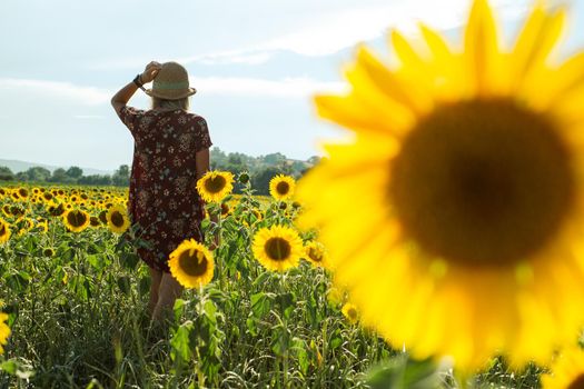 Woman among the sunflowers receive the beautiful afternoon sun.