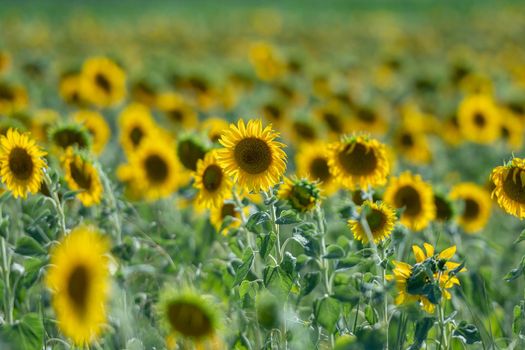 Sunflowers receive the beautiful afternoon sun