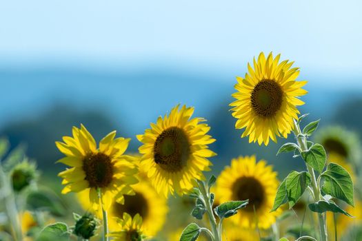 Sunflowers receive the beautiful afternoon sun