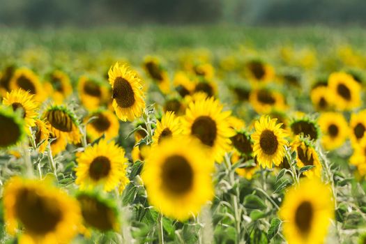 Sunflowers receive the beautiful afternoon sun
