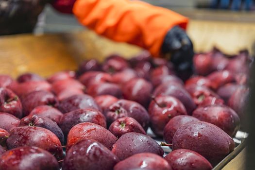 quality control of apples on the automatic feeding line