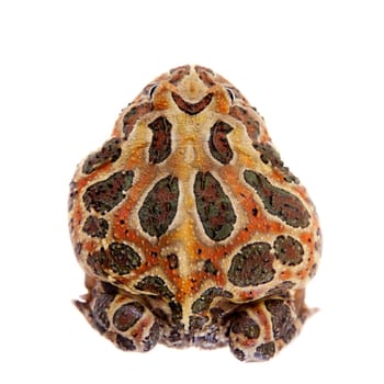 The Cranwell's horned frog, Ceratophrys cranwelli, isolated on white background