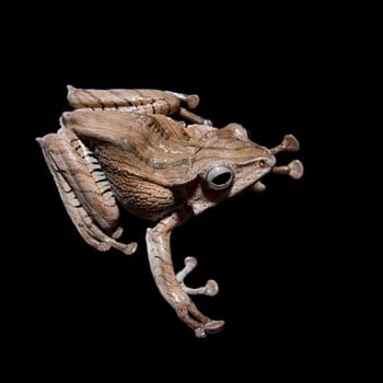 Borneo eared frog, Polypedates otilophus, isolated on black background