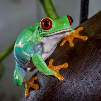 Red eyed tree frog isolated on white. Agalychnis callidrias a tropical amphibian from the rain forest of Costa Rica and Panama. Beautiful jungle animal.