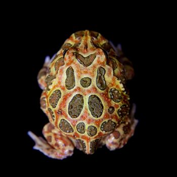 The chachoan horned frog, Ceratophrys cranwelli, isolated on black background