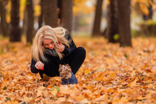 yorkshire terrier with his mistress in the autumn park