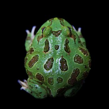 The chachoan horned frog, Ceratophrys cranwelli, isolated on black background