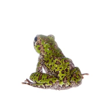 Polypedates duboisi, rare species of frog isolated on white background