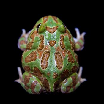 The chachoan horned frog, Ceratophrys cranwelli, isolated on black background