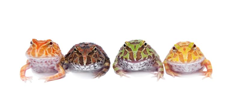 Four chachoan horned frogs, Ceratophrys cranwelli, isolated on white background