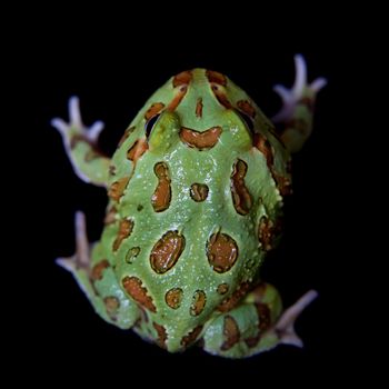 The chachoan horned frog, Ceratophrys cranwelli, isolated on black background