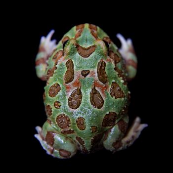 The chachoan horned frog, Ceratophrys cranwelli, isolated on black background