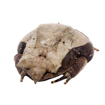 The long-nosed horned frog, Megophrys nasuta, isolated on white background