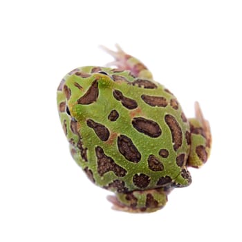 The chachoan horned frog, Ceratophrys cranwelli, isolated on white background