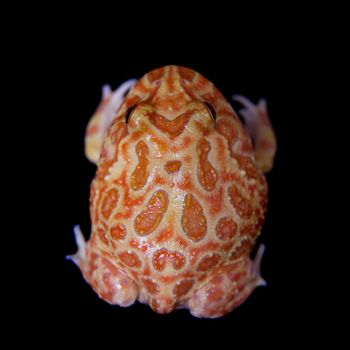 The chachoan horned frog, Ceratophrys cranwelli, isolated on black background