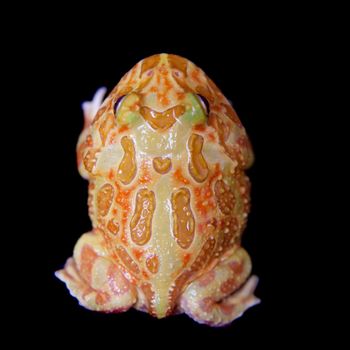 The chachoan horned frog, Ceratophrys cranwelli, isolated on black background