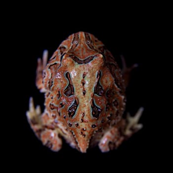 The Fantasy horned froglet isolated on black background
