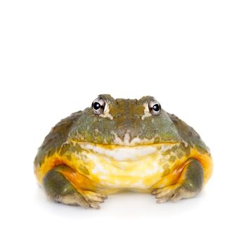 The African bullfrog, Pyxicephalus adspersus, isolated on white background