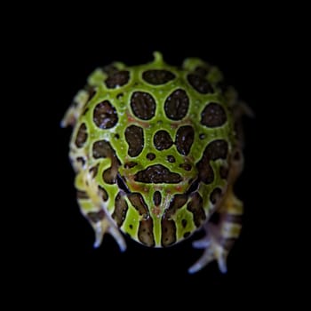 The Argentine horned froglet, Ceratophrys ornata, isolated on black background