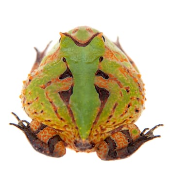 The Surinam horned frog, Ceratophrys cornuta, isolated on white background