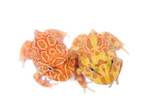 The chachoan horned frog, Ceratophrys cranwelli, isolated on white background