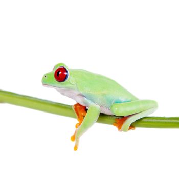 red eyed tree frog isolated on white. Agalychnis callidrias a tropical amphibian from the rain forest of Costa Rica and Panama. Beautiful jungle animal.