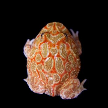 The chachoan horned frog, Ceratophrys cranwelli, isolated on black background