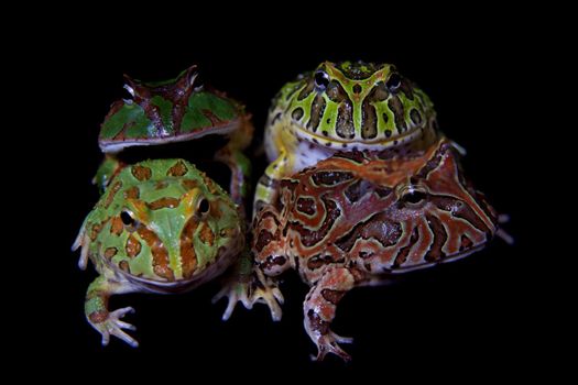 The pacman frogs, Ceratophrys genus, isolated on black background