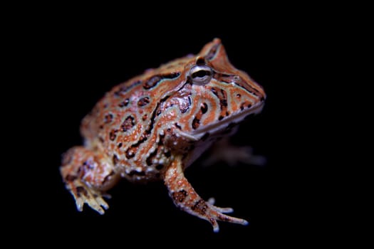 The Fantasy horned froglet isolated on black background