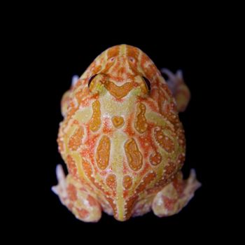 The chachoan horned frog, Ceratophrys cranwelli, isolated on black background