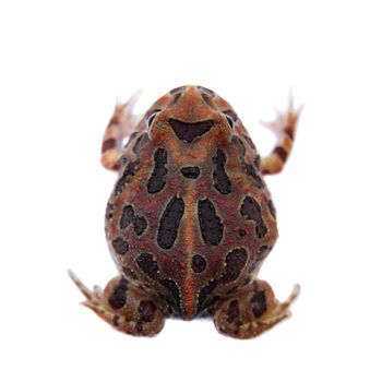 The chachoan horned frog, Ceratophrys cranwelli, isolated on white background