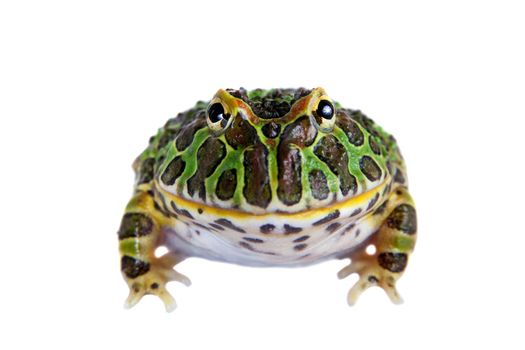 The Argentine horned froglet, Ceratophrys ornata, isolated on white background