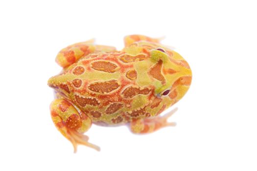 The chachoan horned frog, Ceratophrys cranwelli, isolated on white background