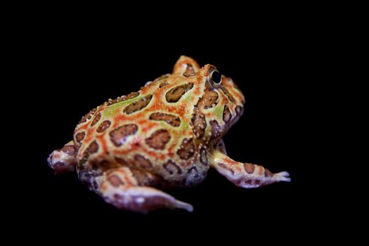 The chachoan horned frog, Ceratophrys cranwelli, isolated on black background