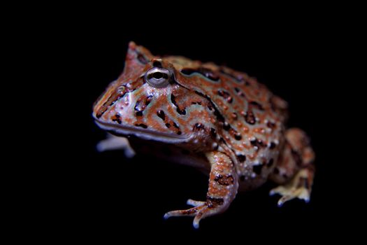 The Fantasy horned froglet isolated on black background