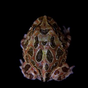 The chachoan horned frog, Ceratophrys cranwelli, isolated on black background