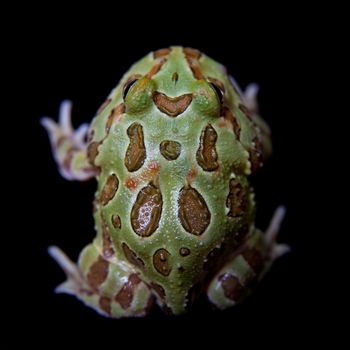 The chachoan horned frog, Ceratophrys cranwelli, isolated on black background