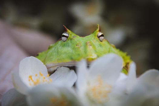 The Surinam horned frog, Ceratophrys cornuta, with philadelphus flower bush