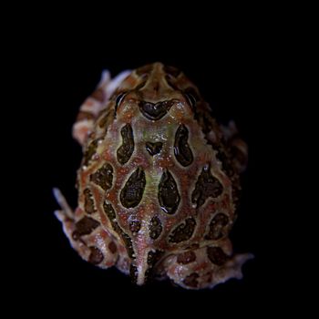 The chachoan horned frog, Ceratophrys cranwelli, isolated on black background