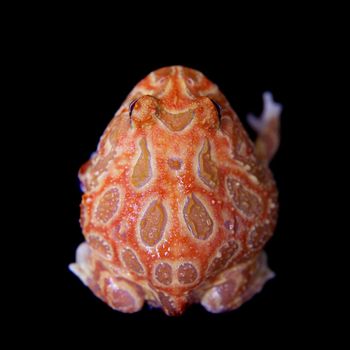 The chachoan horned frog, Ceratophrys cranwelli, isolated on black background