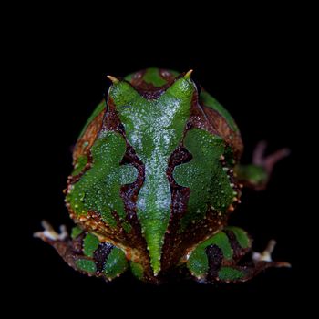 The Amazonian horned froglet, Ceratophrys cornuta, isolated on black background